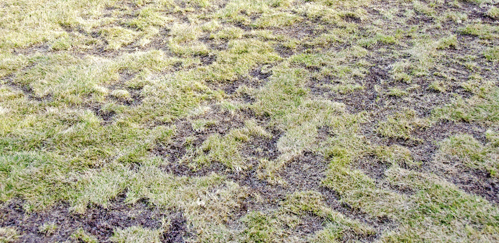 damaged grass